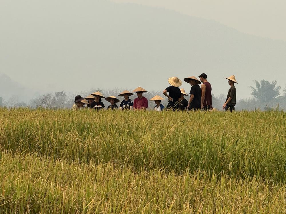 Apprendre la culture du riz avec nous