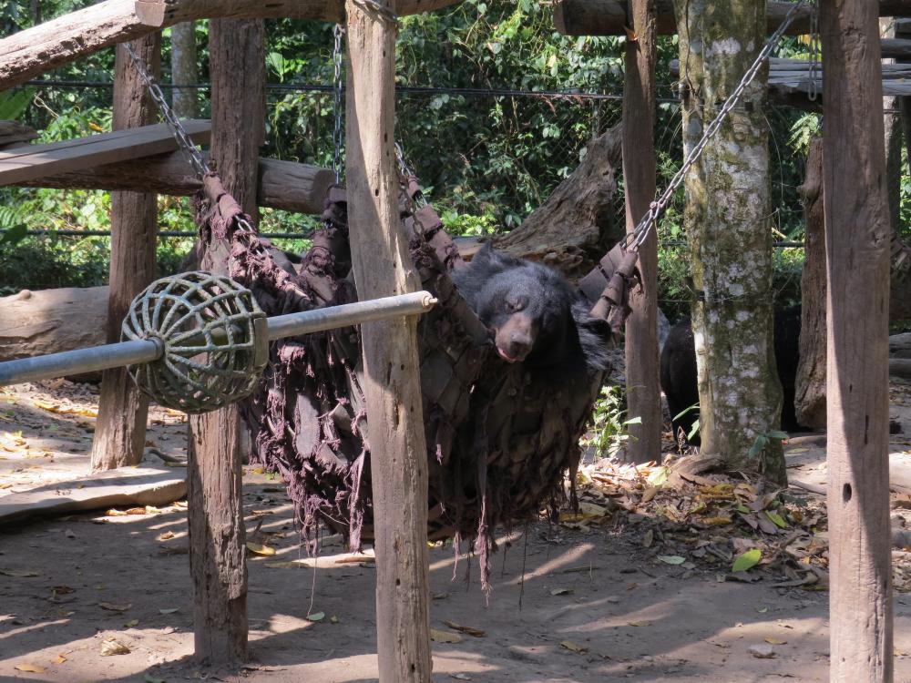 Parc pour les ours sauvés des braconniers