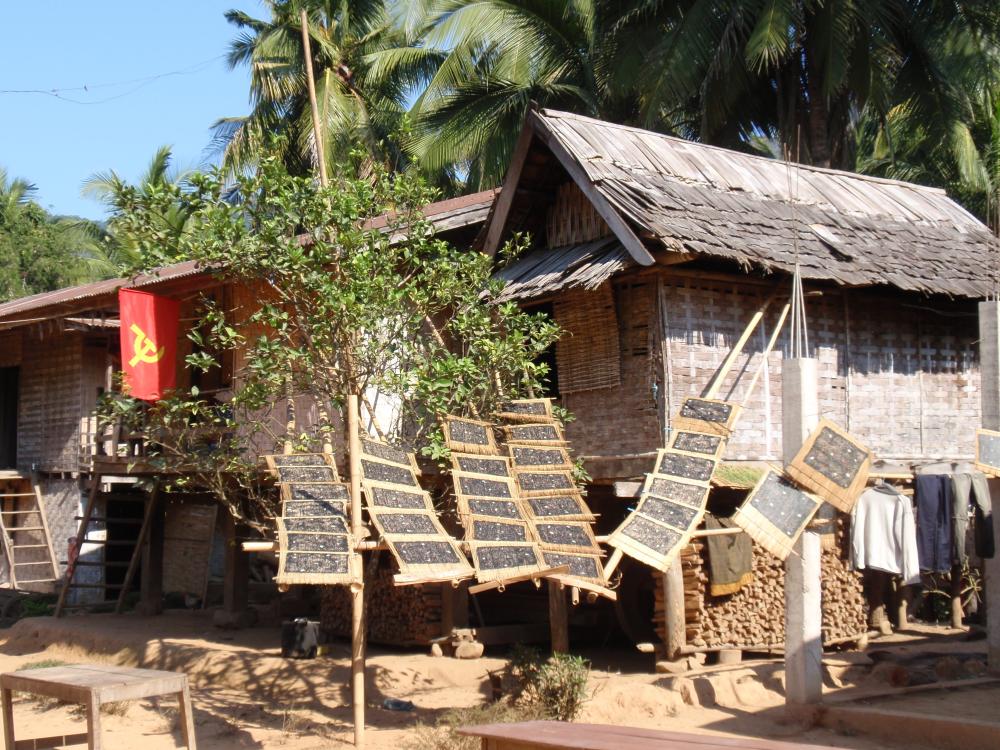 Seaweed from the Nam Ou River