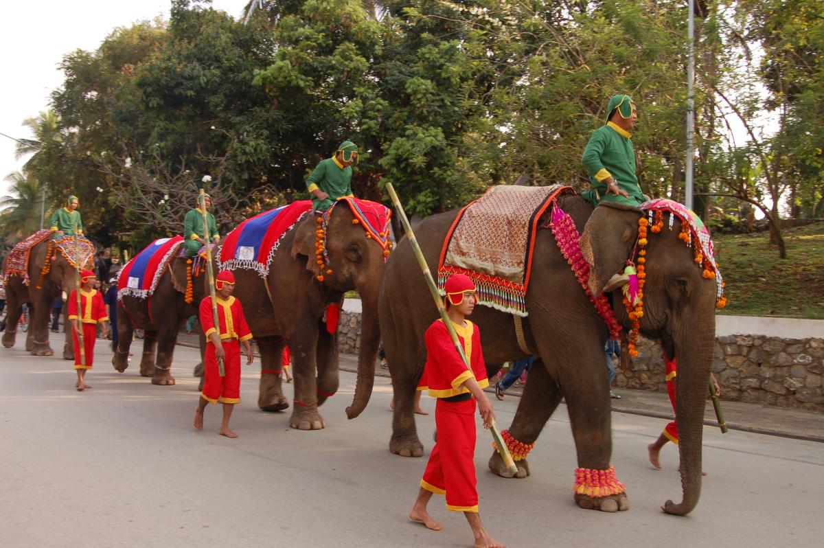 Défilé d'éléphants à Luang Prabang