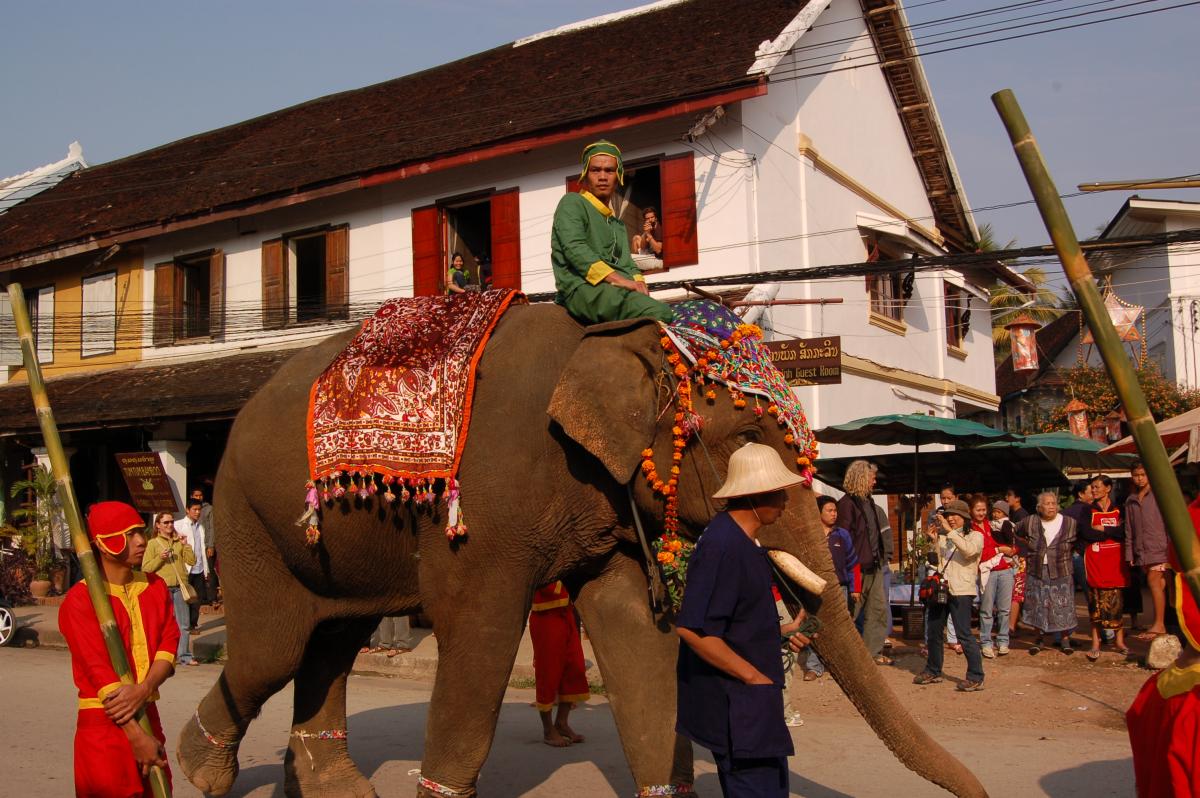 Défilé d'éléphants à Luang Prabang