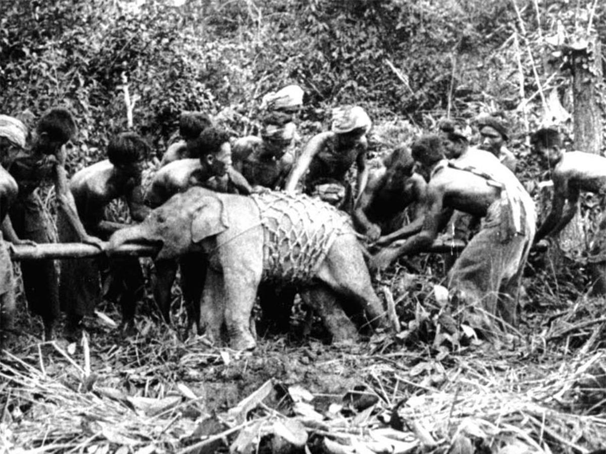 Capture of an elephant close to Luang Prabang