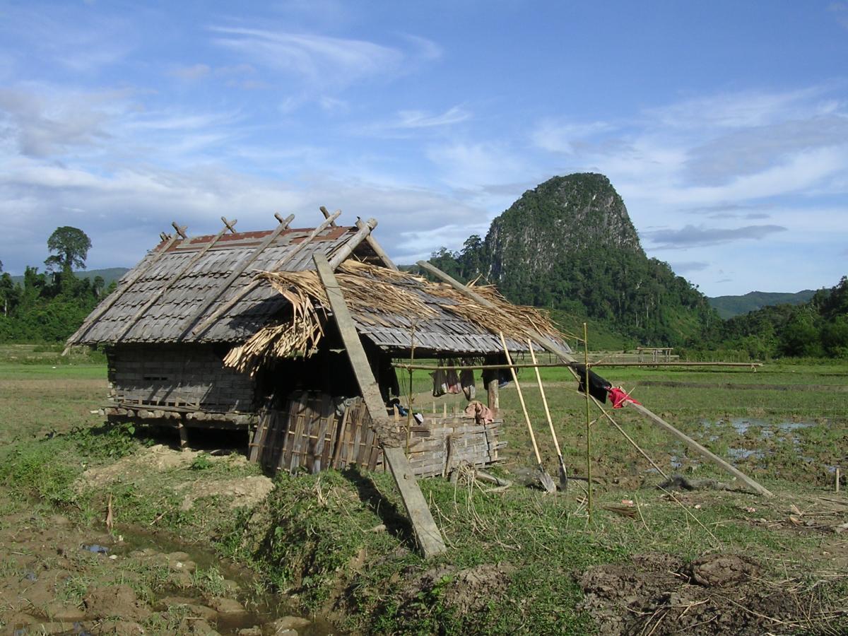 Trekking through rice fileds, forest and jungle, starting in Muang Ngoi