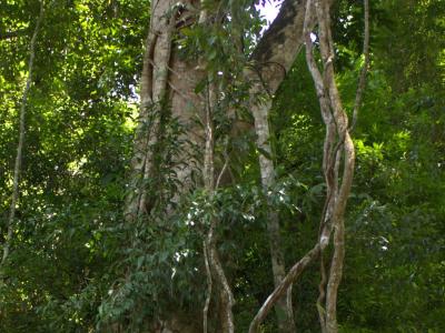 Untouched nature in the Protected area of Luang Namtha
