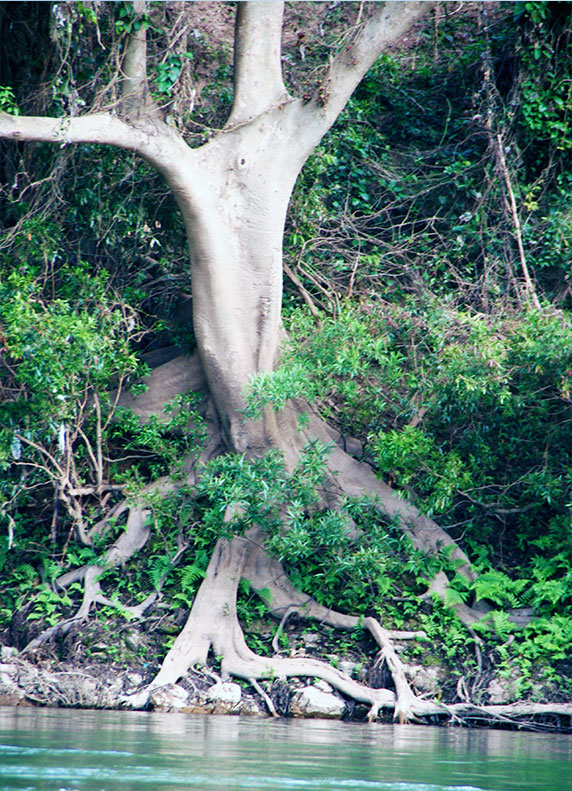 On the bank of the Nam Ou