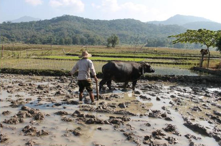 Living land: buffalo soldier