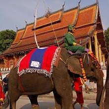 Elephant parade in Luang Prabang