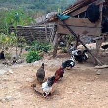 Visiting hill tribe villages around Luang Prabang