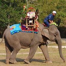 One of the elephant during the competition of the elephant festival