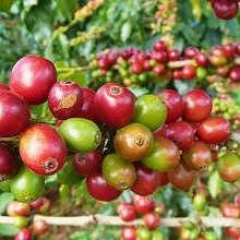 Coffee in Luang Prabang by Saffron Coffee