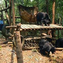 Park for rescue bears in Kuang Si Waterfalls