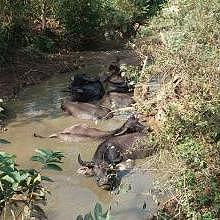 Local water buffalo bathing in the river around