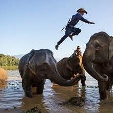 Jumping elephant flash in Sayaboury at Elephant Conservation Enctre