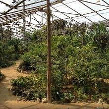 Butterfly farm - close space for the insects