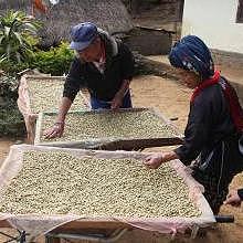 Drying the seeds