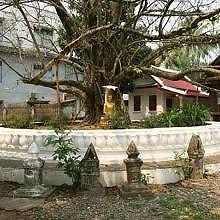 Vat Visoun, and the Boddhi Tree